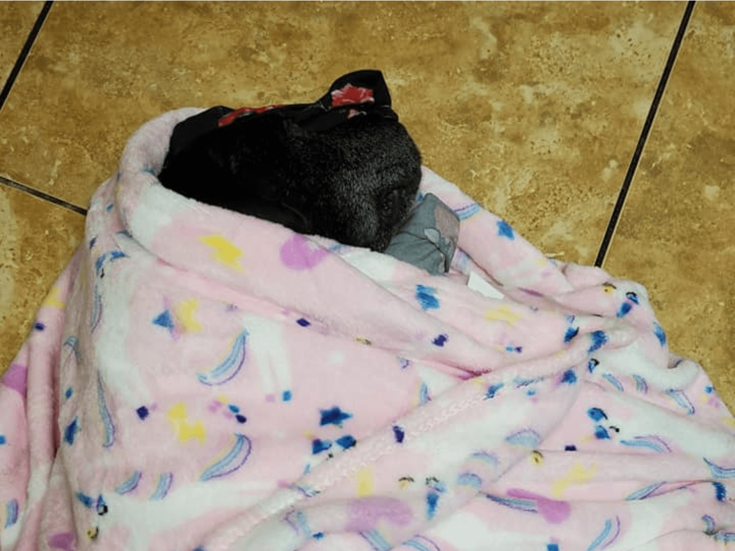 Puppy my sweet girl