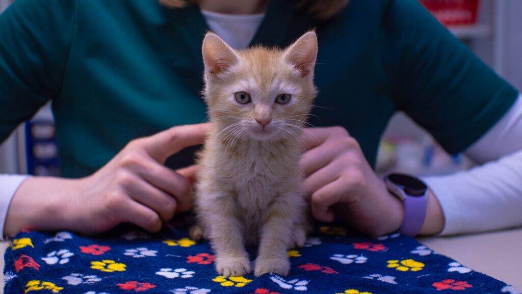 tan kitten on the exam table at the animal hospital