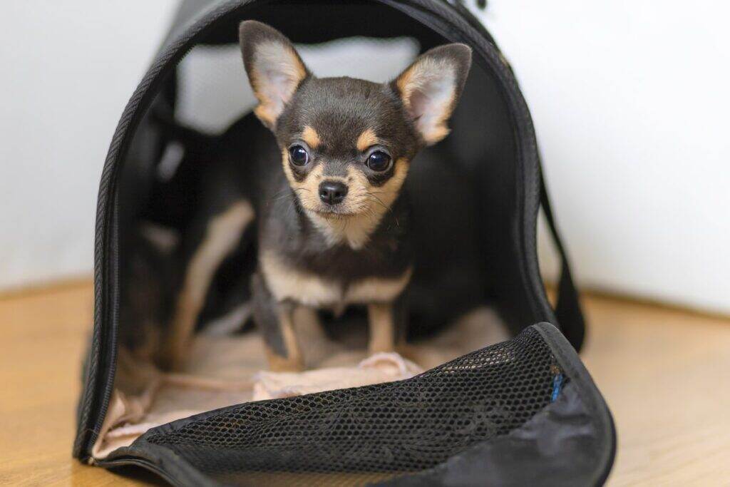 small puppy sitting inside their crate