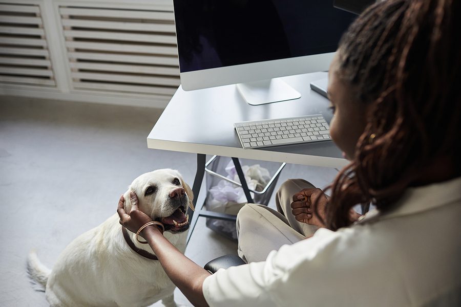 dog being pet by his owner while she is working at a desk