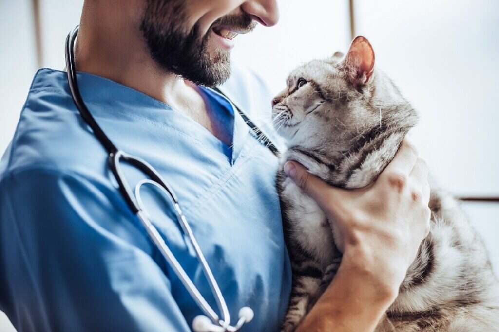 grey and white cat being held by the veterinarian