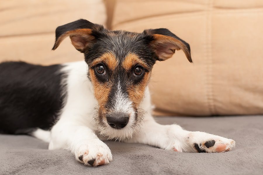 white brown and black dog laying down on the couch