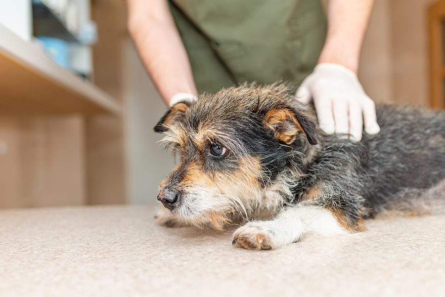 small dog with the veterinarian