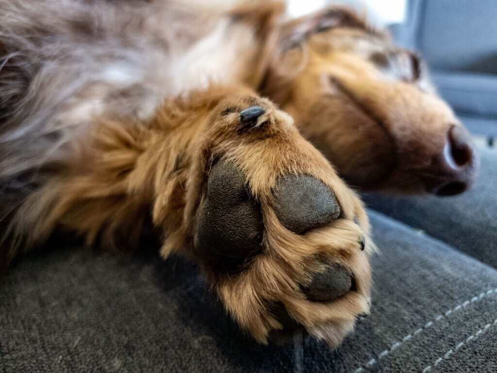 closeup of a dogs paw as they are laying down