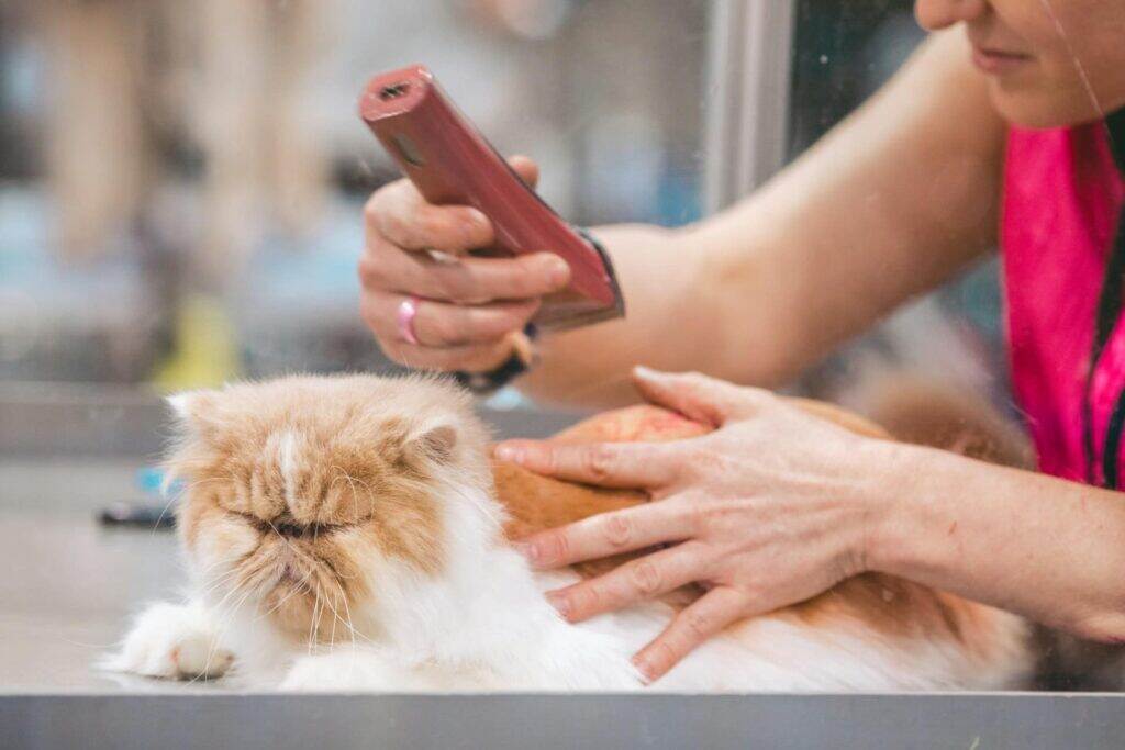 cat getting a shave down from the groomer