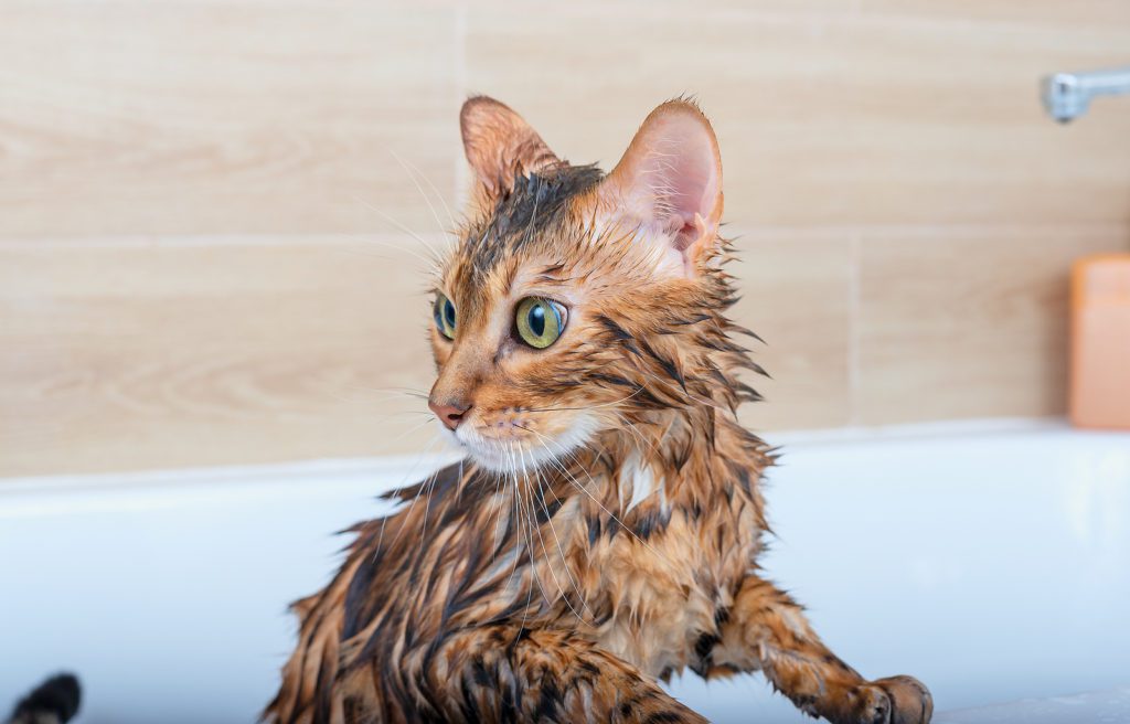 wet cat in a bath tub