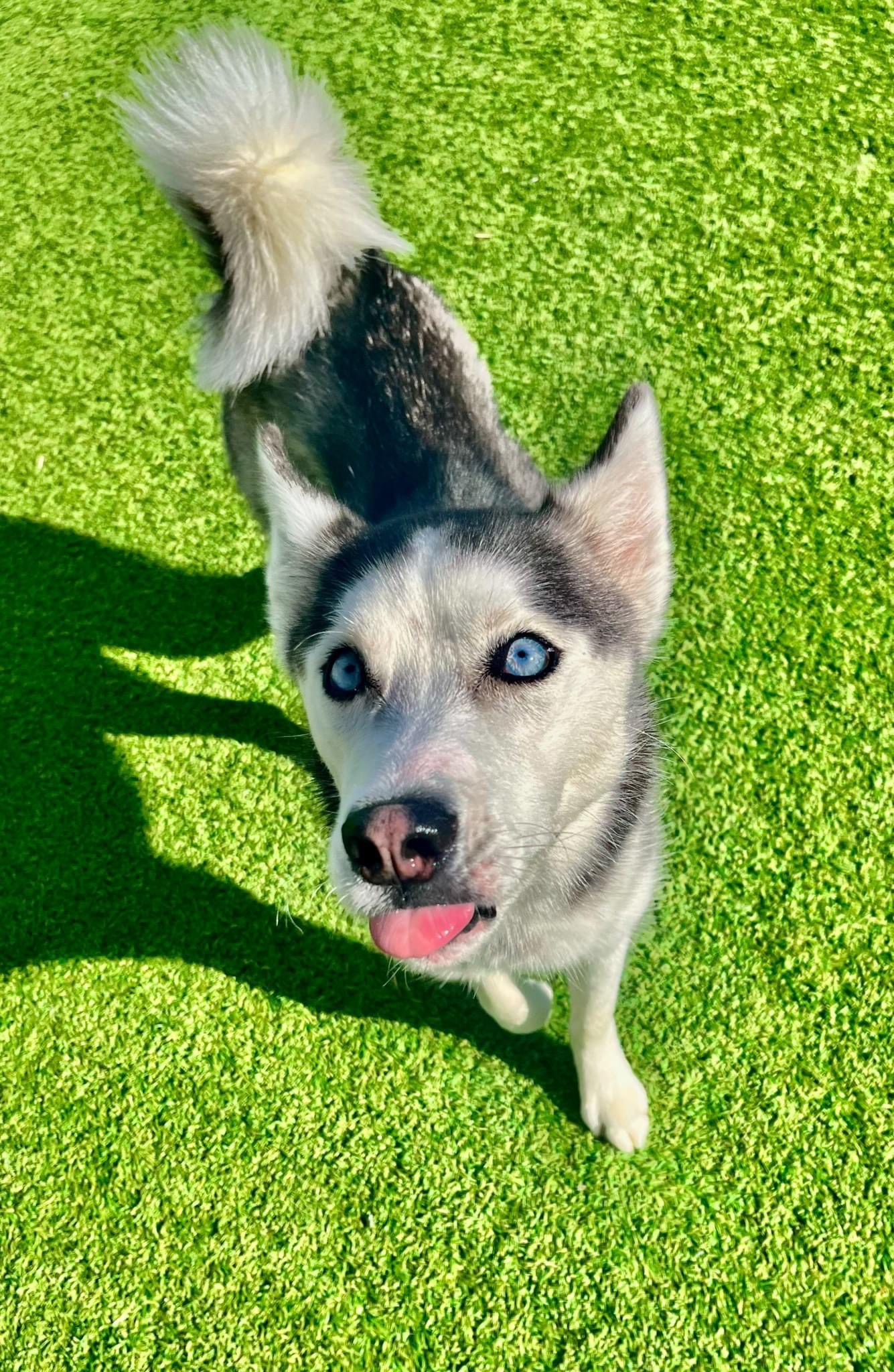 huskey sticking its tongue out on grass