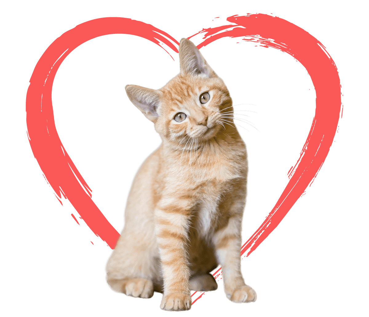 Tabby Kitten Sitting and tilting head with logo heart behind kitten