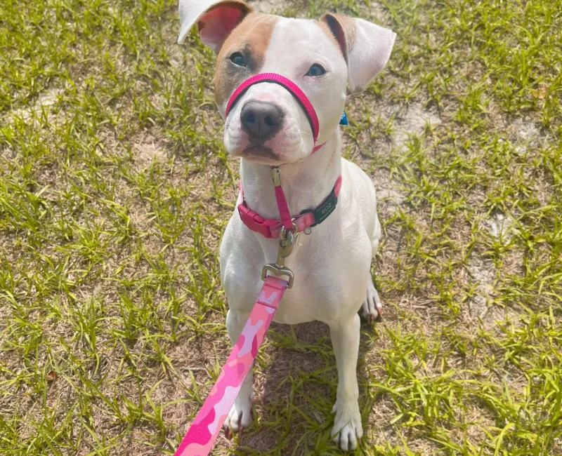 White And Brown Dog Wearing Leash