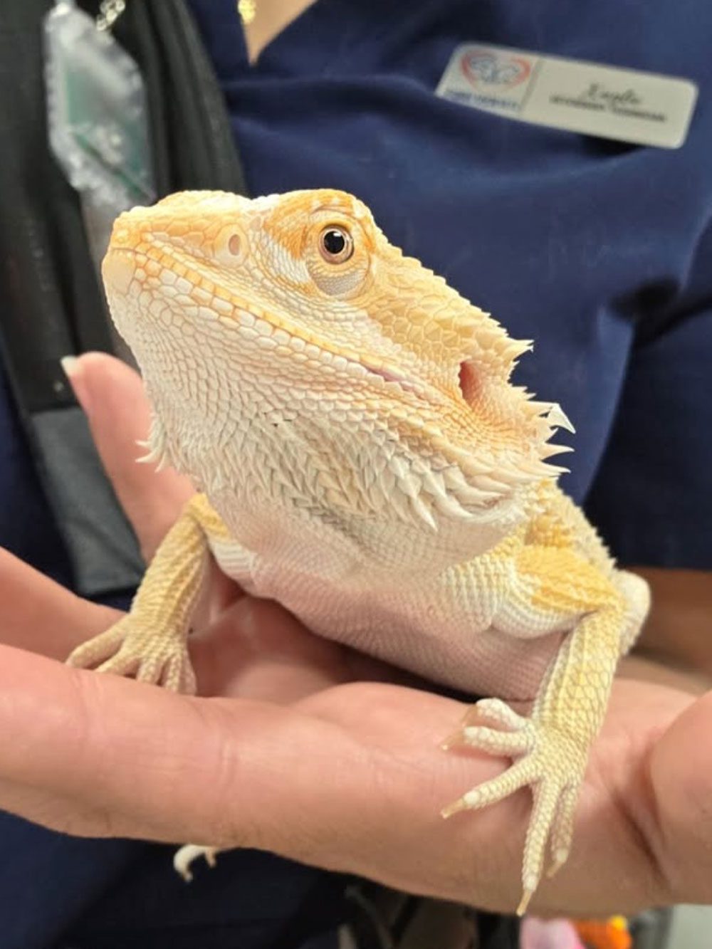 Yellow Lizard Held By Vet Assistant