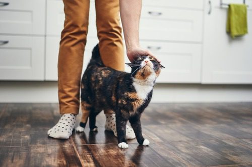 pet owner petting cat at home