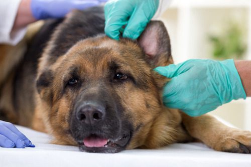vet checking a german shepherd dog's ears at the clinic