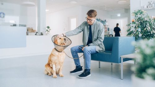 male owner sitting with golden retriever dog wearing an e-collar in the waiting room at the vet