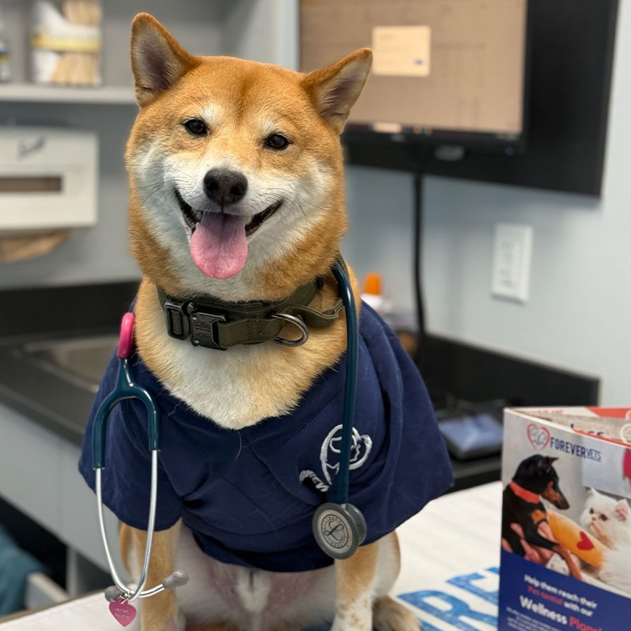 Dog Mascot At Computer