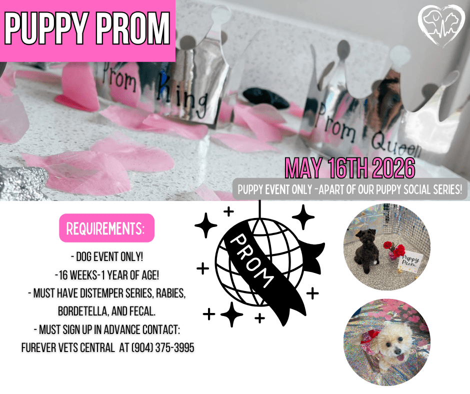 flyer for Puppy Prom dog event hosted by Forever Vets Central