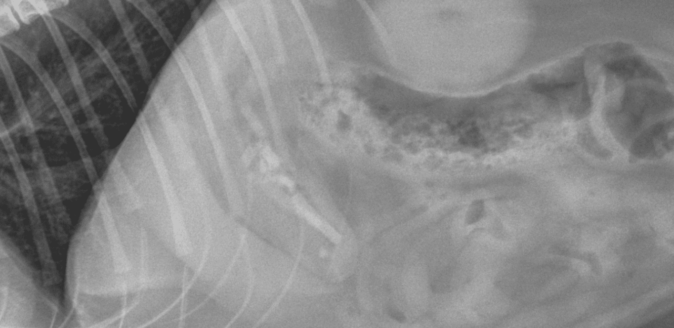 endoscopy image showing hair tie in cat's abdomen
