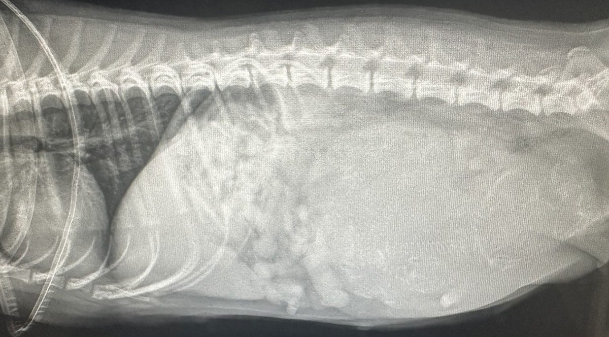 endoscopy image showing foreign material and puppies in dog's abdomen