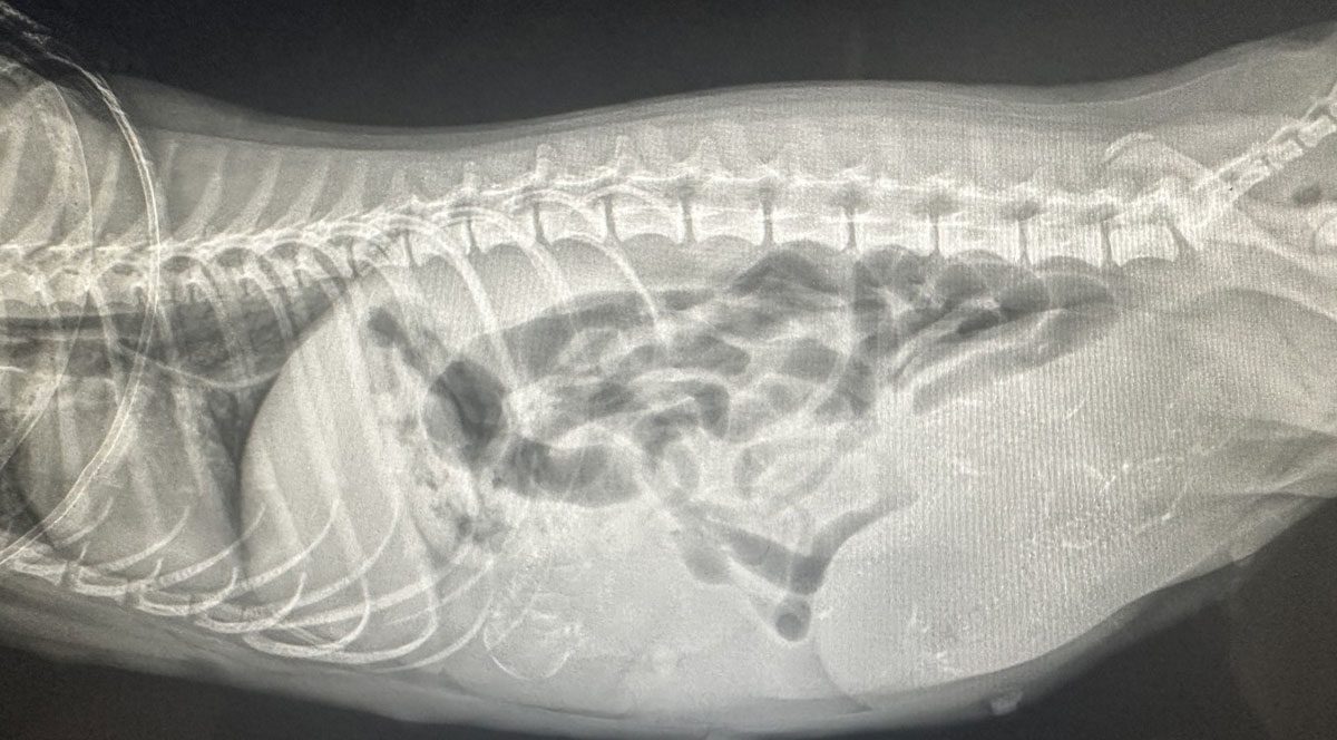endoscopy image showing bowels and puppies in dog's abdomen