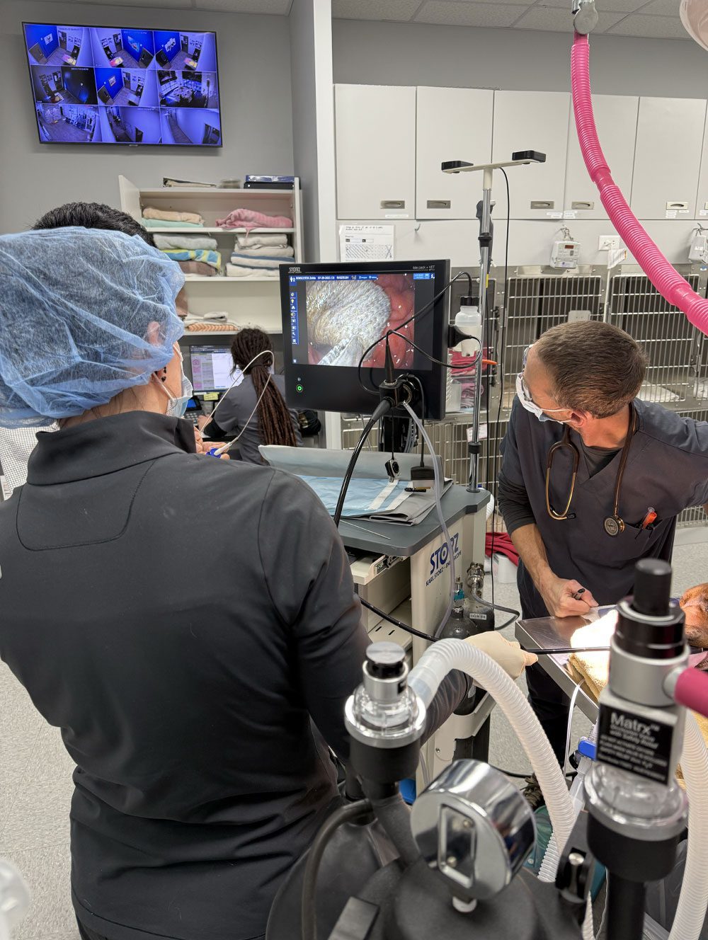 vets looking at screen monitoring a dog