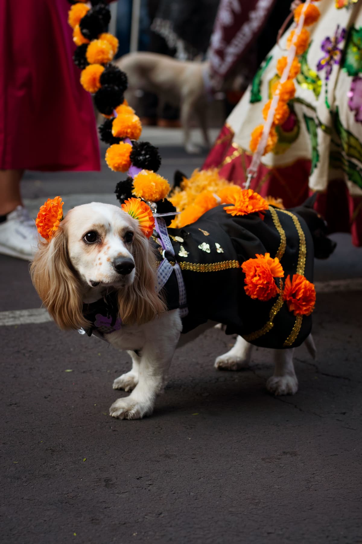 Dog In Costume (1)