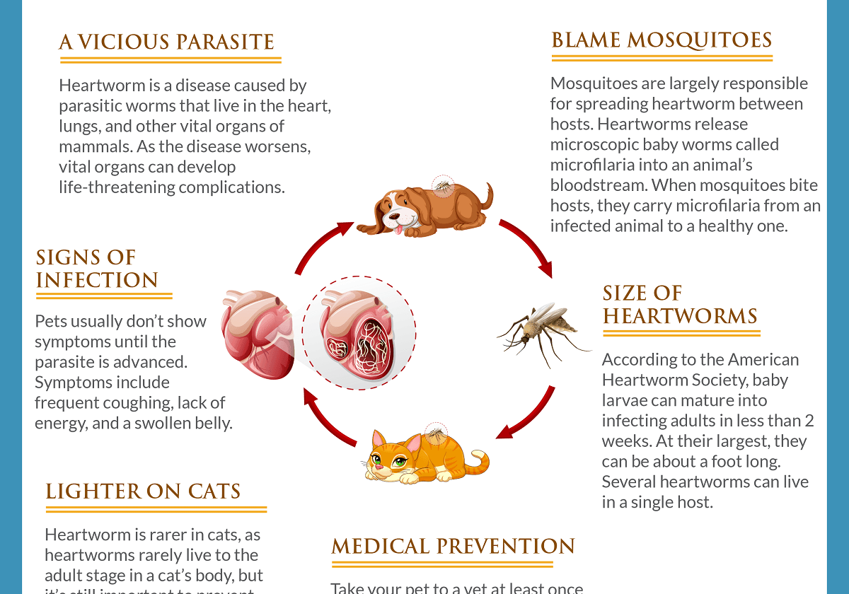 Things You Should Know About Heartworms Checklist