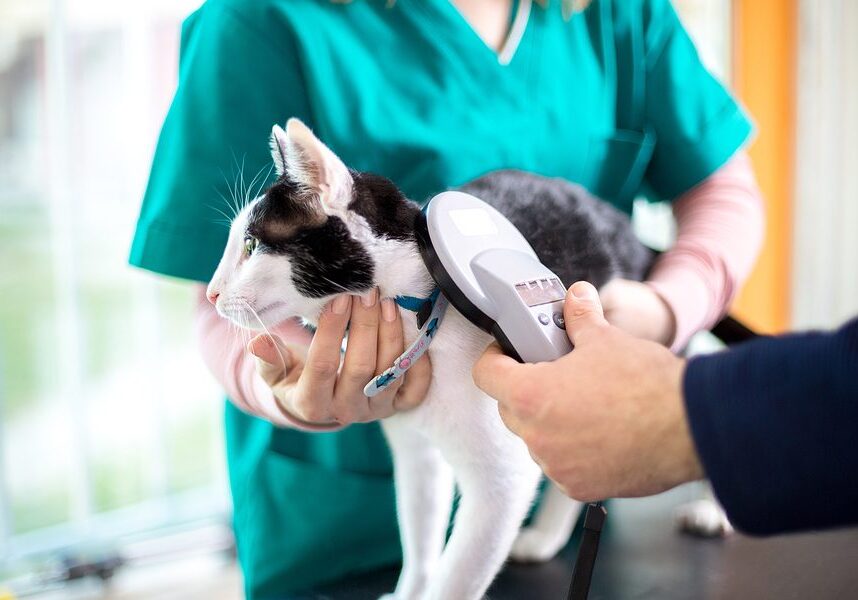 Veterinarian Checking Microchip Of Cat In Vet Clinic