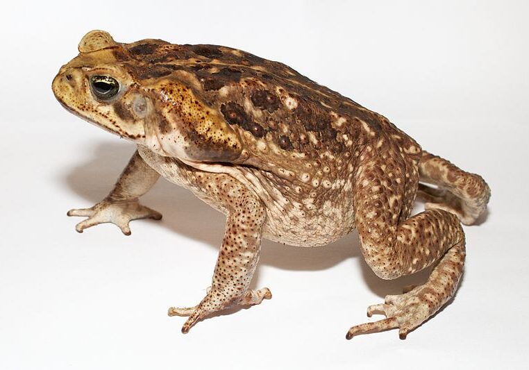 Adult Cane Toad