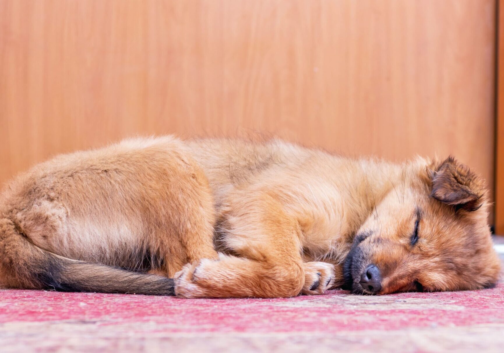 light brown puppy sleeping on a pink carpet