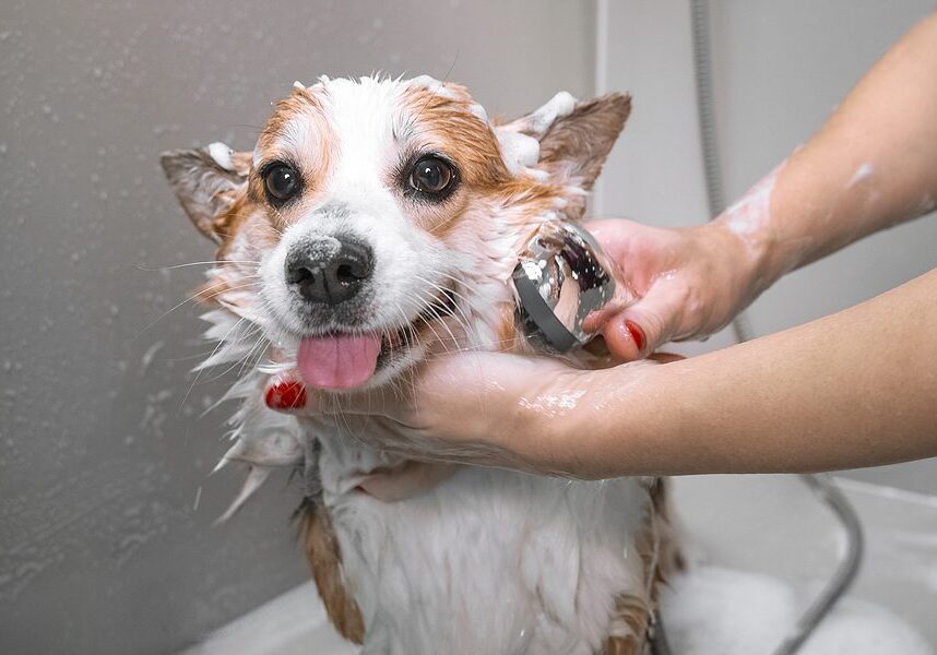 Dog Getting A Bath