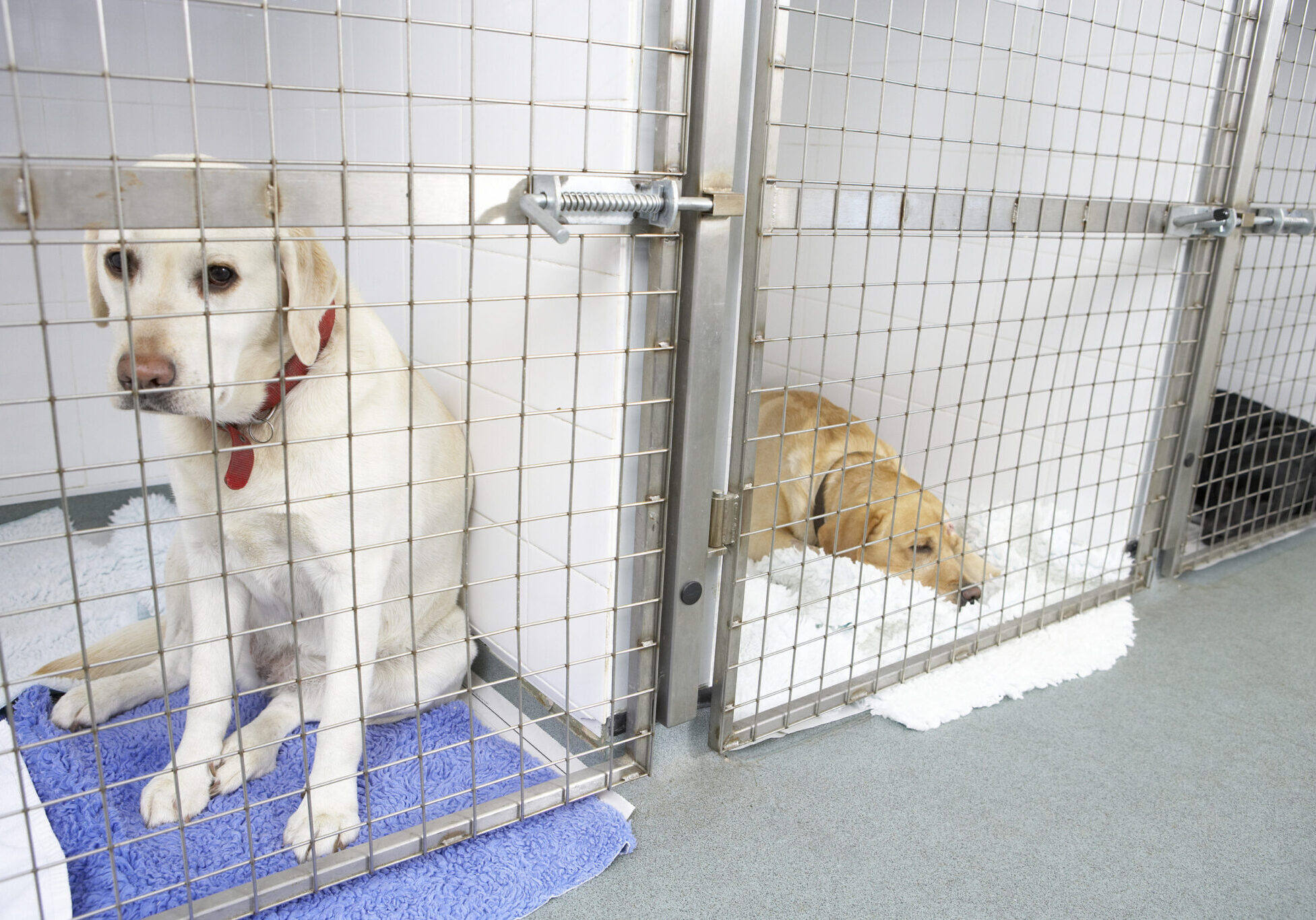 dogs at our animal hospital for boarding