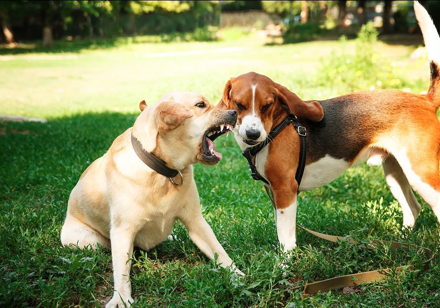 two dogs outside and one is barking