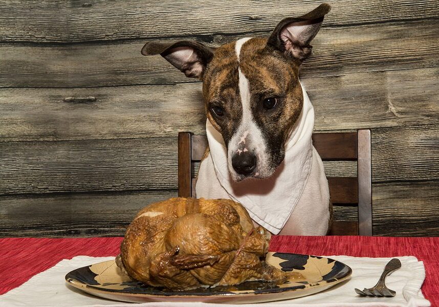 dog begging for human food from the table