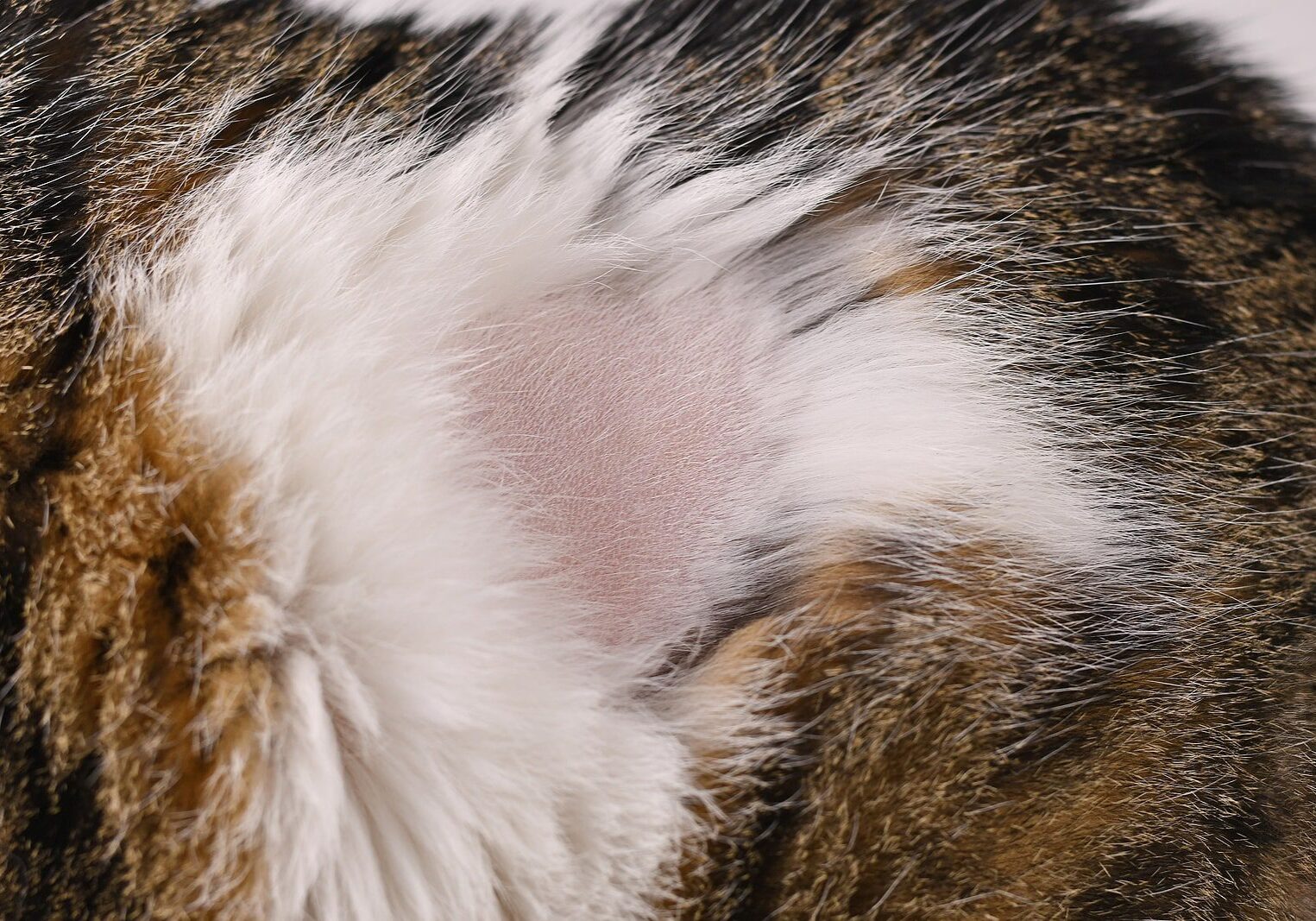A Skin Condition On A Cat