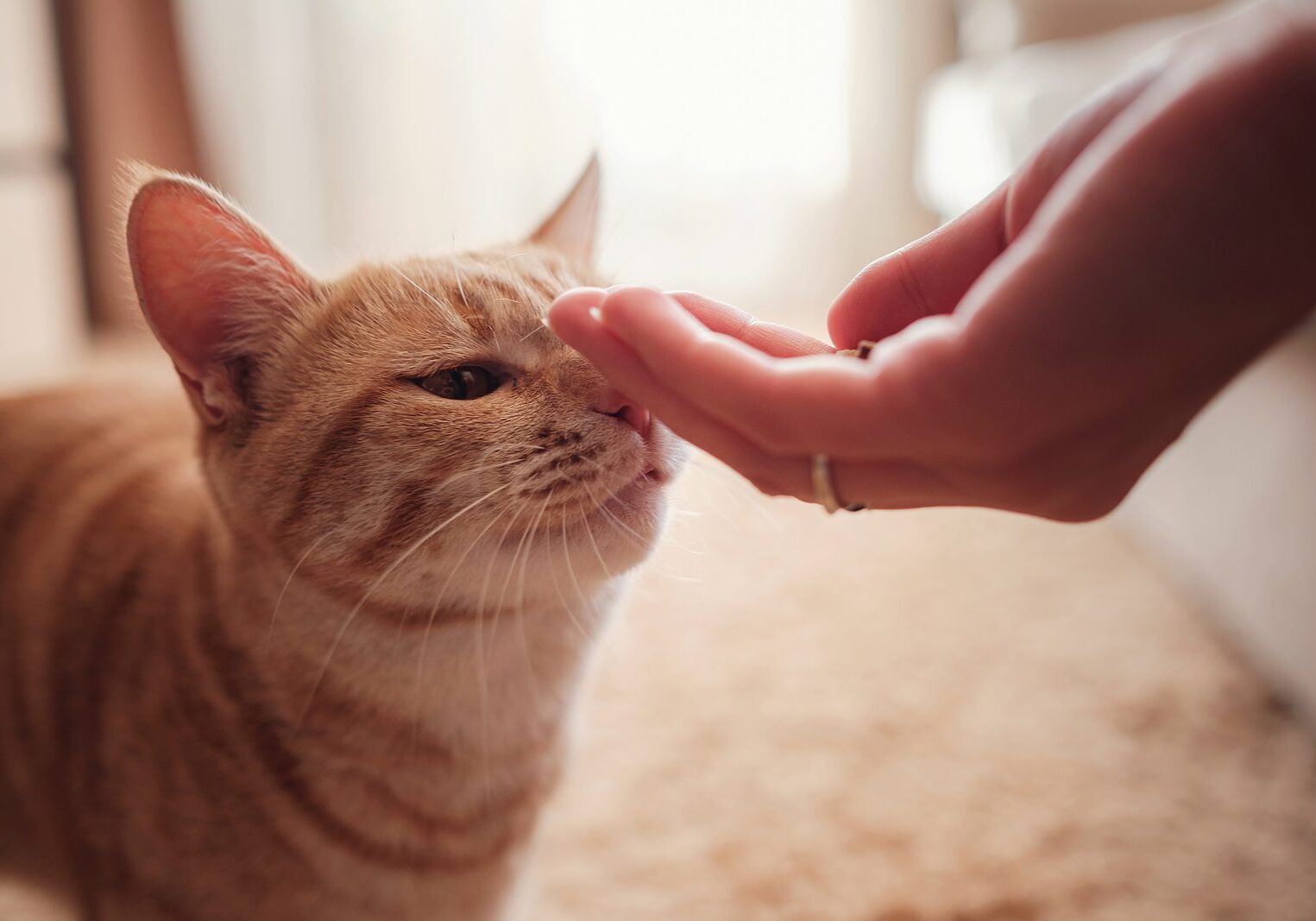 Woman Is Feeding Ginger Cat