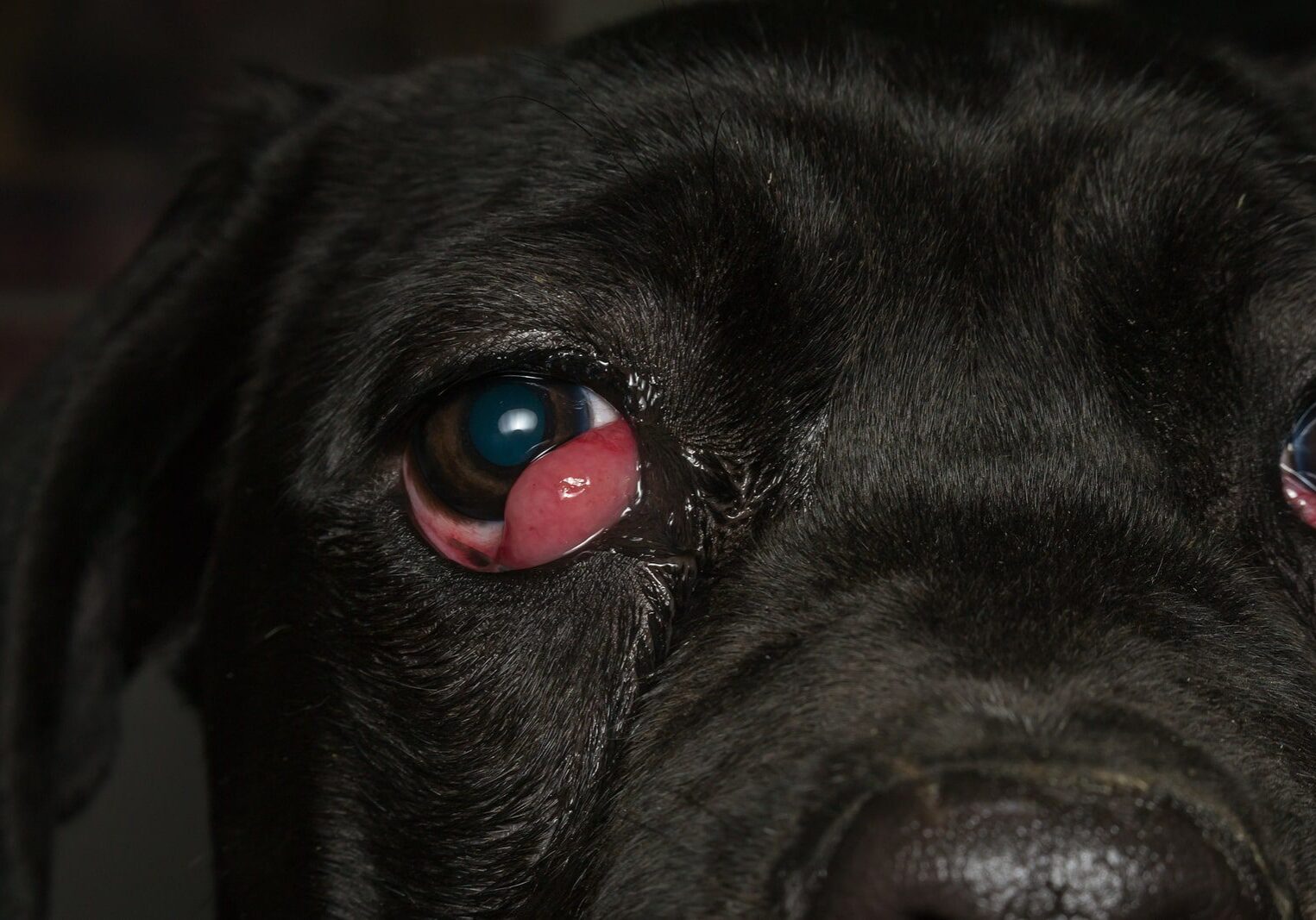 Early Stage Cherry Eye In Dogs