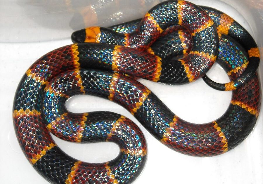 Coral Snakes