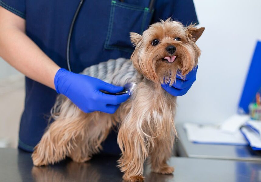 Dog Getting Medical Care At A Vets Office
