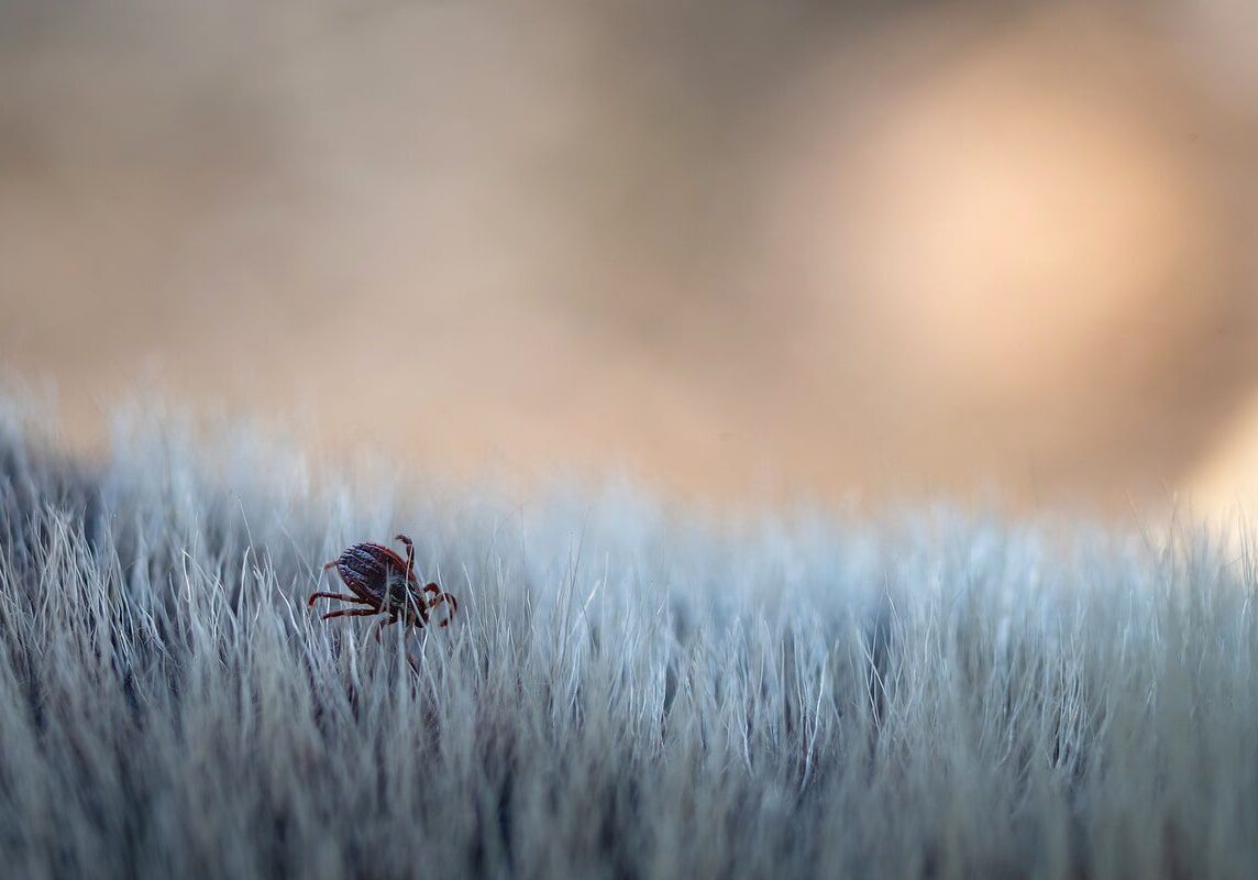 Black Tick On Dog