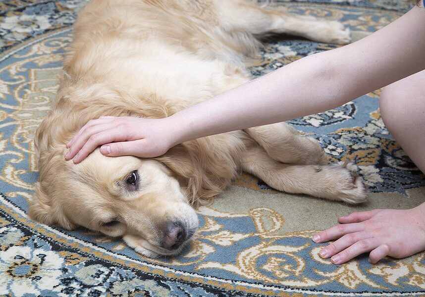 Dog laying on the carpet and being pet