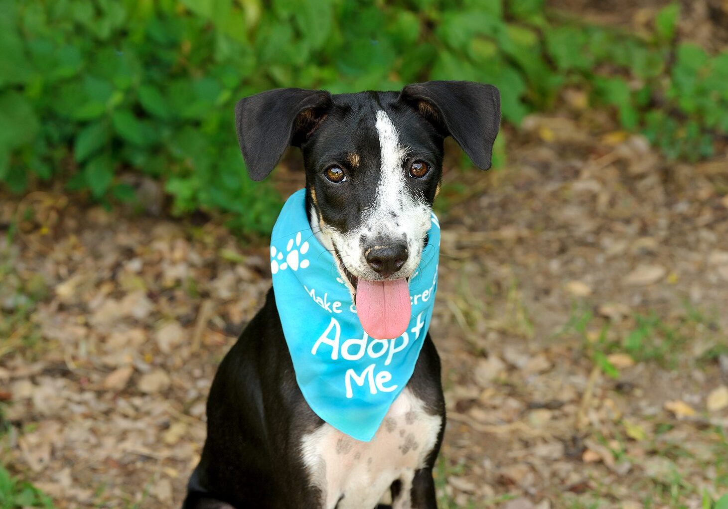 A Beautiful Looking Dog Is Asking Someone To Adopt Him