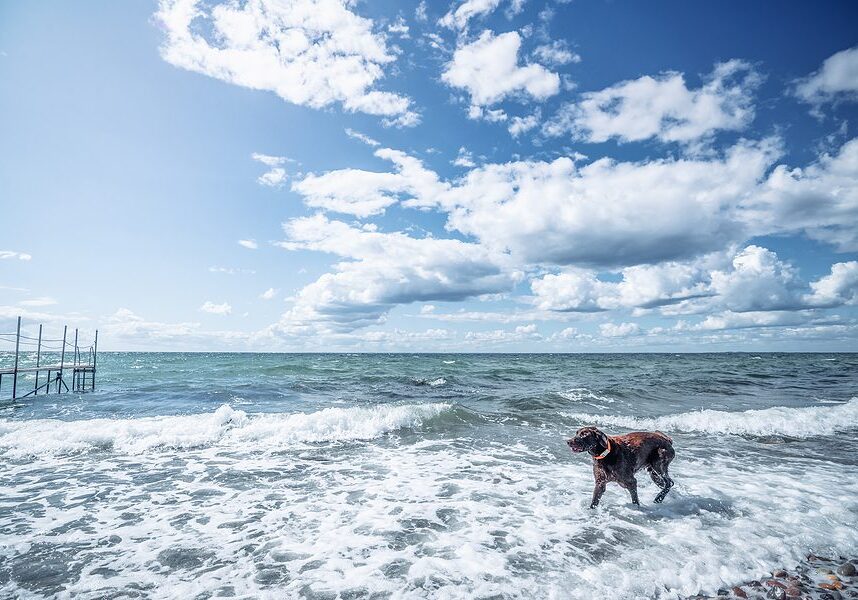 dog playing in the water at the beach