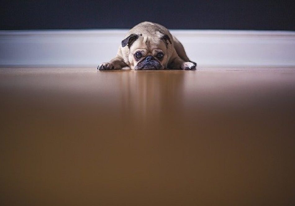 dog laying on their stomach on the floor inside