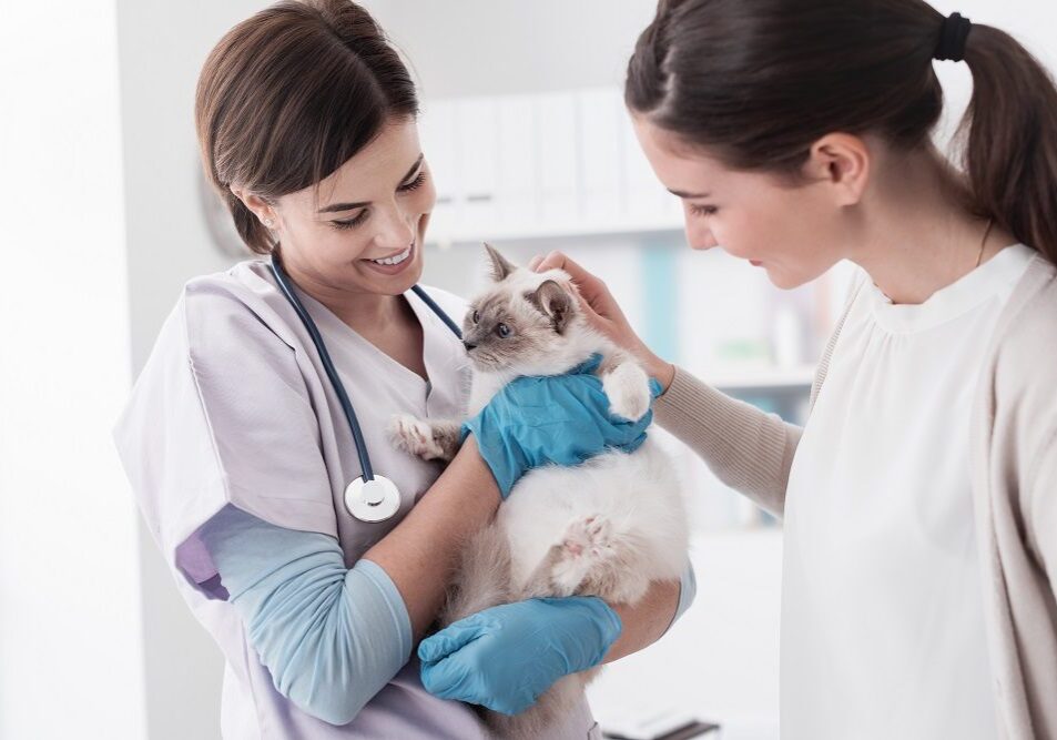 cat with veterinarian and owner during an exam