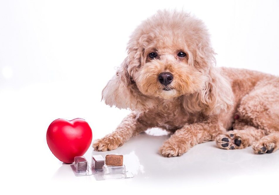 dog laying on the floor with treats and a heart shaped toy in front of him