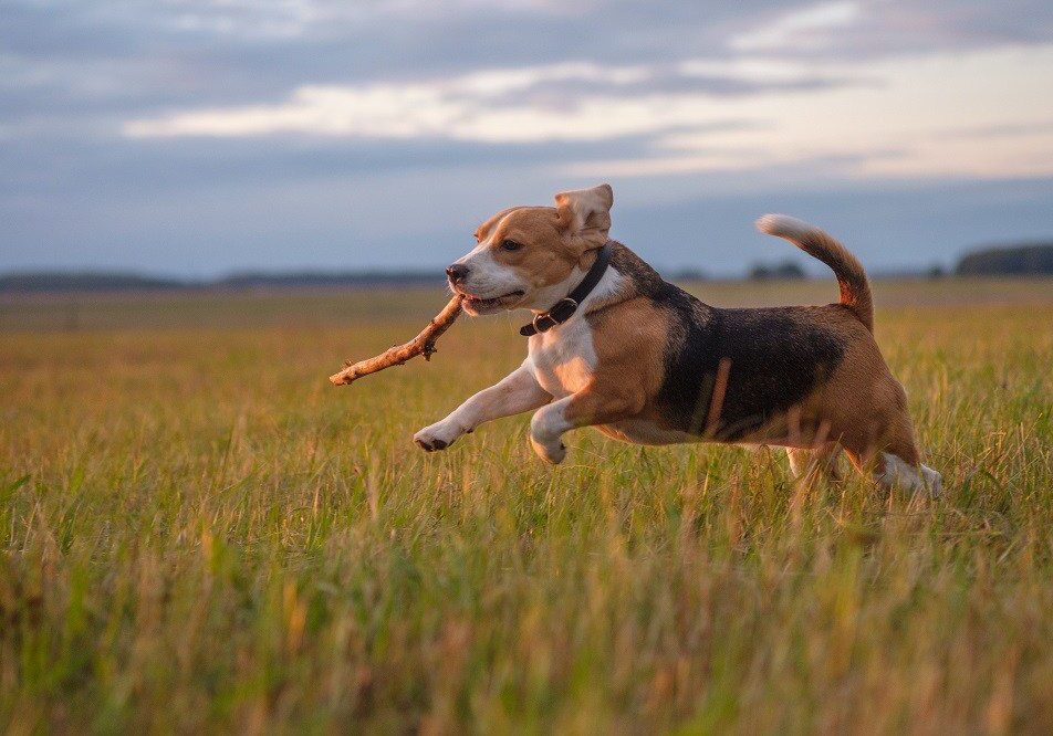 dog running in the field with a stick in his mouth