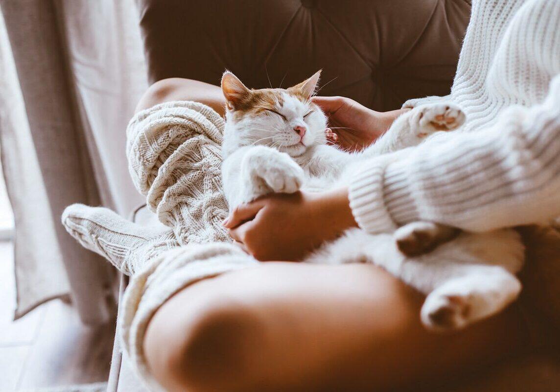 cat laying on their owners lap and being pet