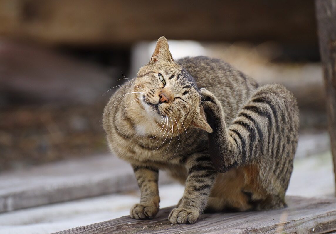 grey cat sitting outside and scratching his head