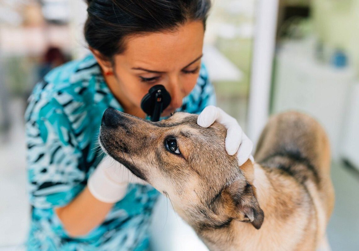 veterinarian looking at a dogs eye during an exam