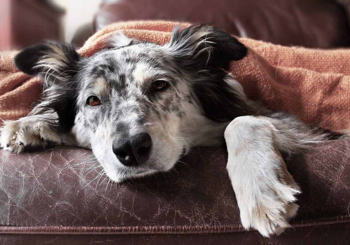 white and black dog laying on the couch and covered with a dark orange blanket