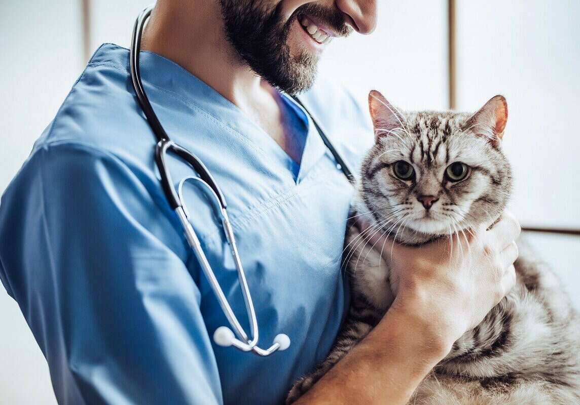 grey cat being held by the veterinarian
